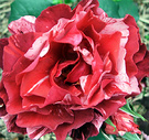 Red Striped Rose