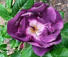 Rhapsody Blue Rose