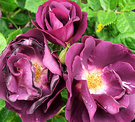 Rhapsody Rose Flower