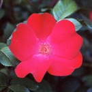 Robusta Rose