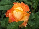 Rose Benson Hedges