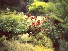Rose Fence