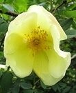 Rose Fruhlingsgold