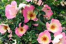 Rose Fruhlingsmorgen Flower
