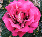 Rose Kronenburg Flower