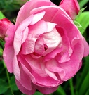 Rose Pink Raubritter