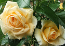 Roydon Flower Rose