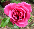 Saint Exugeby Rose