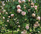 Souvenir Malmaison Rose