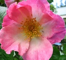 Sparieshoop Pink Rose