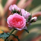 Unknown Pink Rose