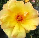Windrush Rose Closeup