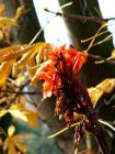 Autumn Cannas Fading