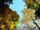 Autumn Leaf Promenade