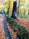 Autumn Leaves Spain