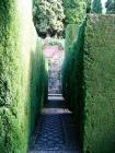 Box Hedge Path