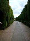 Curved Conifer Path