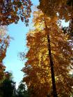 Golden Autumn Leaves