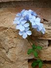 Pale Lilac Flower Earthen Wall