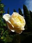 Pale Yellow Rose Conifer