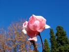 Pink Rose Autumn