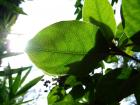 Sunshine On Leaf