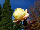 Yellow Rose Autumn