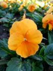 Apricot Pansy