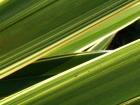 Flax Leaf Lines