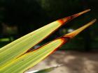 Glowing Flax Leaf