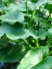 Lush Green Leaves