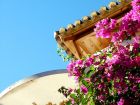 Blue Sky Bougainvillea