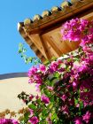 Bougainvillea Purple Sky Blue