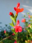 Fiery Red Flower