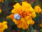 Marigold Snail