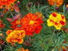 Marigolds