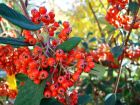 Red Berries