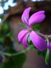 Purple Flower Terra Cotta Pot