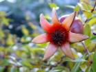 Red Flower Closeup