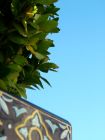 Blue Sky Green Foliage