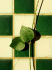 Green Gold Leafy Tiles