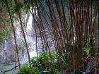 Bamboo Water Garden