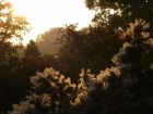 Garden Sunset Trees