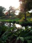 Gunnera Sunset