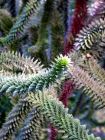 Monkey Puzzle Tree