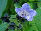 Nicandra Physaloides Purple