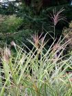 Ornamental Grasses