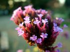 Pink Flower