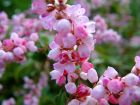 Pink White Flower Closeup