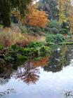 Pond Reflection Autumn